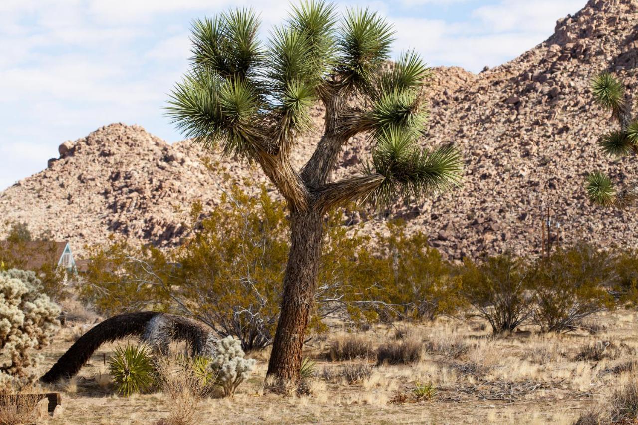 @ Marbella Lane - 10 Acres Oasis Desert Retreat! Joshua Tree Εξωτερικό φωτογραφία